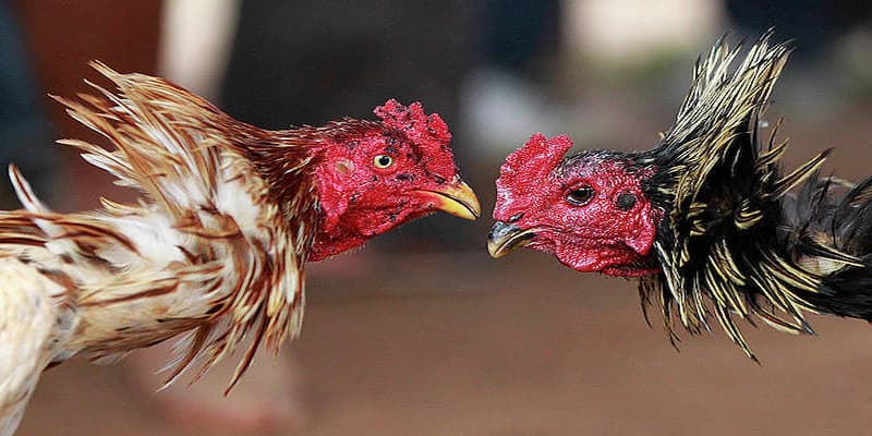 Đá gà Kubet là bộ môn cá cược dân gian tại Việt Nam