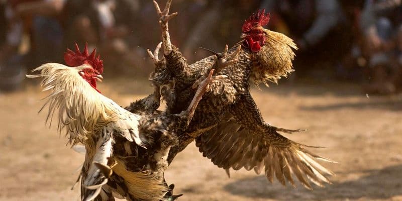 Các mẹo đặt cược dễ thắng