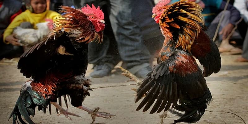 Đá Gà Kubet - Trải Nghiệm Chọi Kê Đẳng Cấp Hàng Đầu 2025