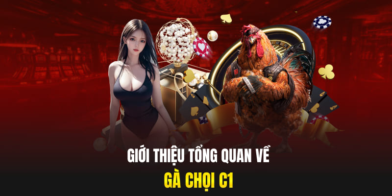 Giới thiệu tổng quan về gà chọi C1
